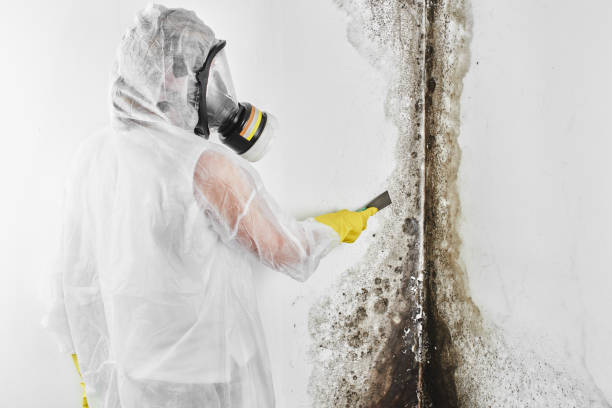 Mold Removal and Inspection in Holiday City Berkeley, NJ