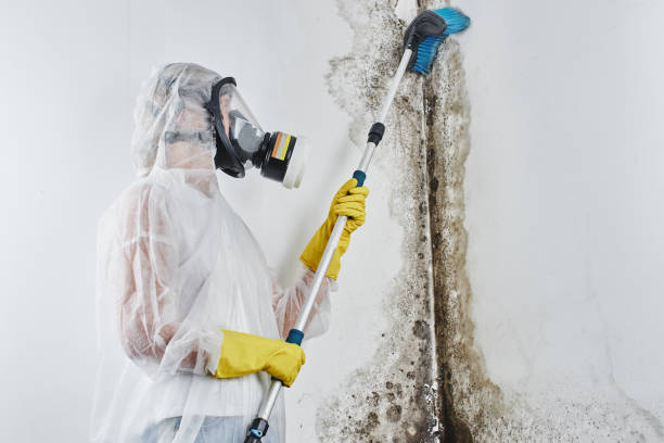 Best Professional Mold Removal  in Holiday City Berkeley, NJ