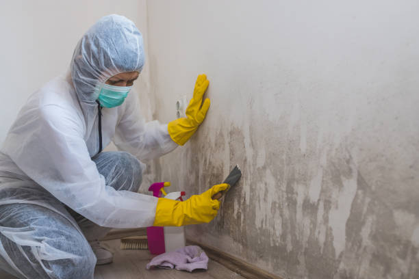 Office Mold Removal Services