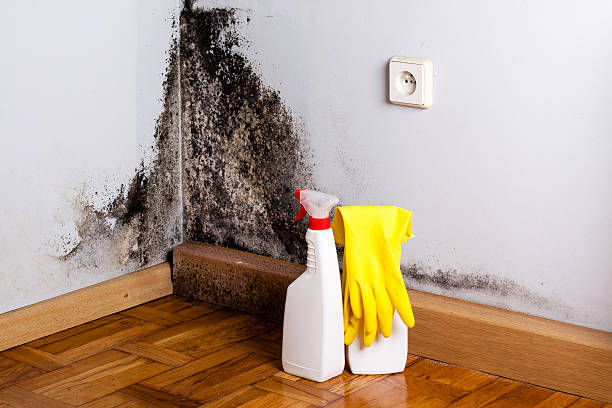 Best Mold Damage Repair  in Holiday City Berkeley, NJ