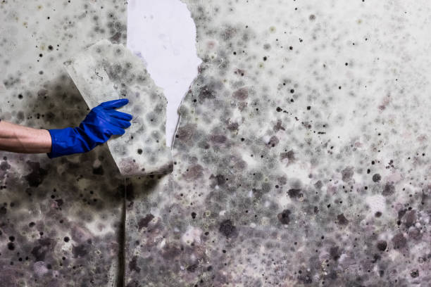 Best Fast Mold Removal  in Holiday City Berkeley, NJ